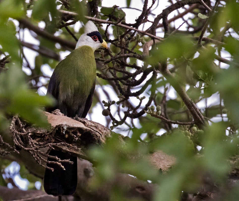 White-crested Turaco - ML205983021