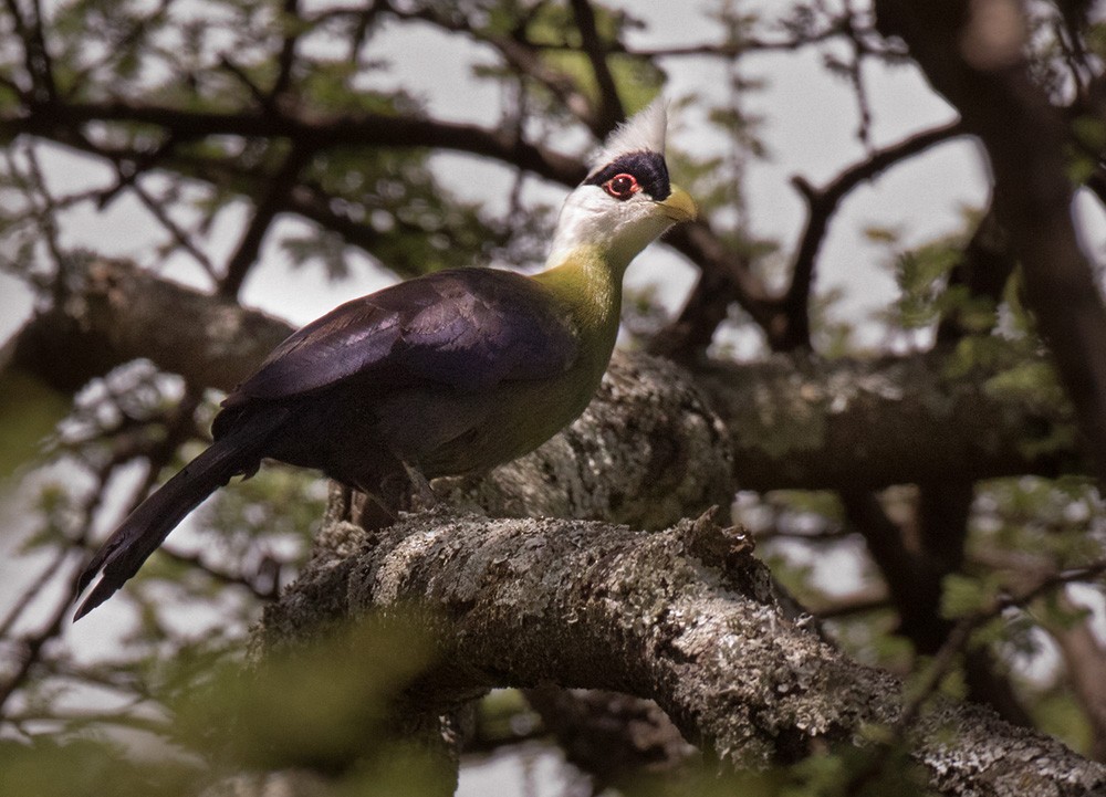 White-crested Turaco - ML205983031