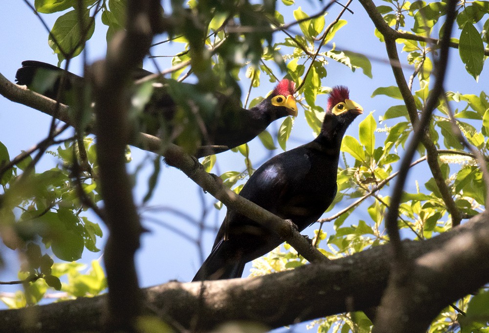 Ross's Turaco - Lars Petersson | My World of Bird Photography