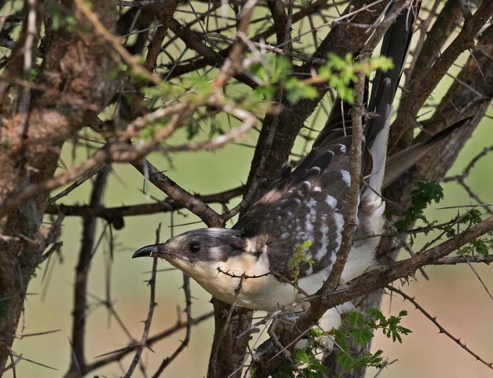 Great Spotted Cuckoo - ML205983121