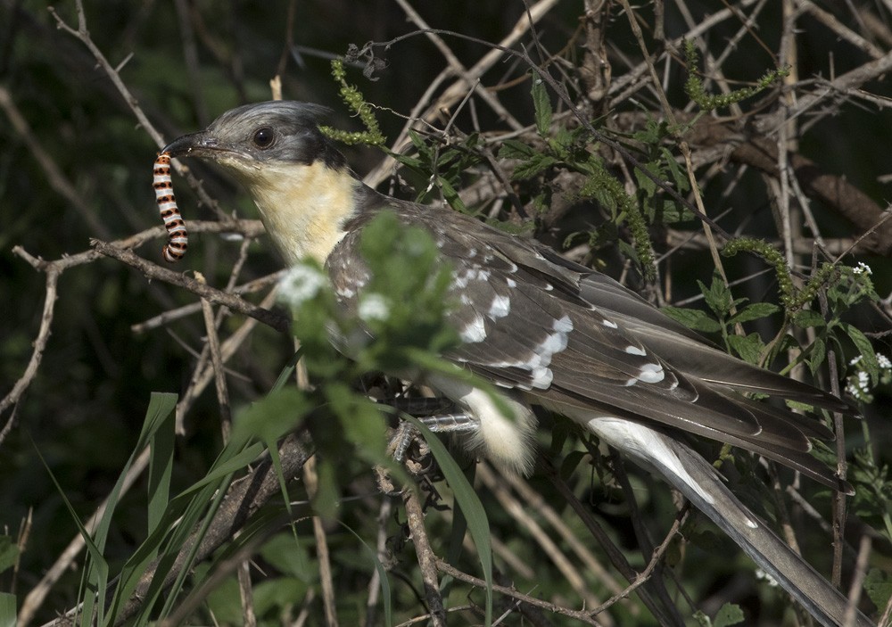 Great Spotted Cuckoo - ML205983131