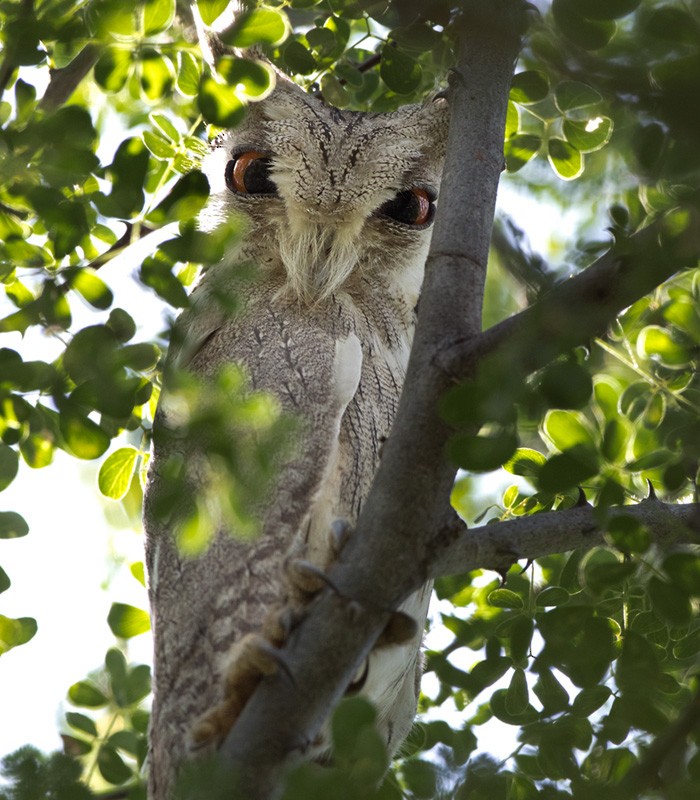 Northern White-faced Owl - ML205983261