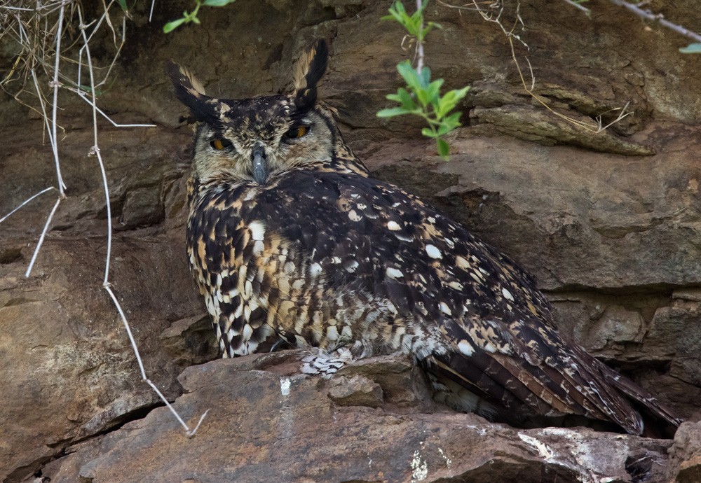 Cape Eagle-Owl (Northern) - ML205983271