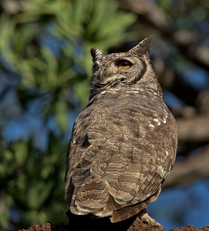 Grayish Eagle-Owl - ML205983281