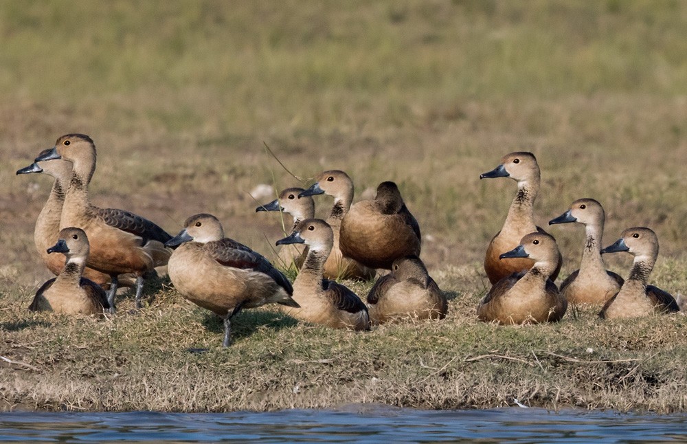 Lesser Whistling-Duck - Lars Petersson | My World of Bird Photography