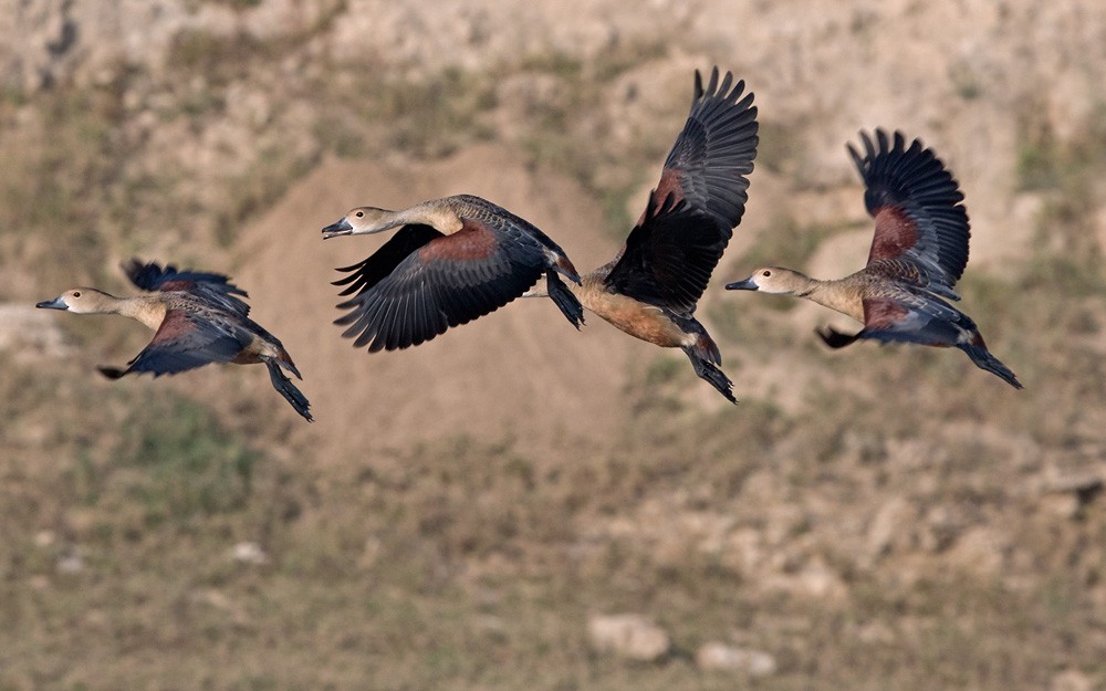 Lesser Whistling-Duck - Lars Petersson | My World of Bird Photography