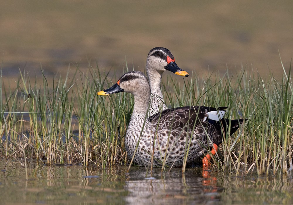 Indian Spot-billed Duck - ML205983411