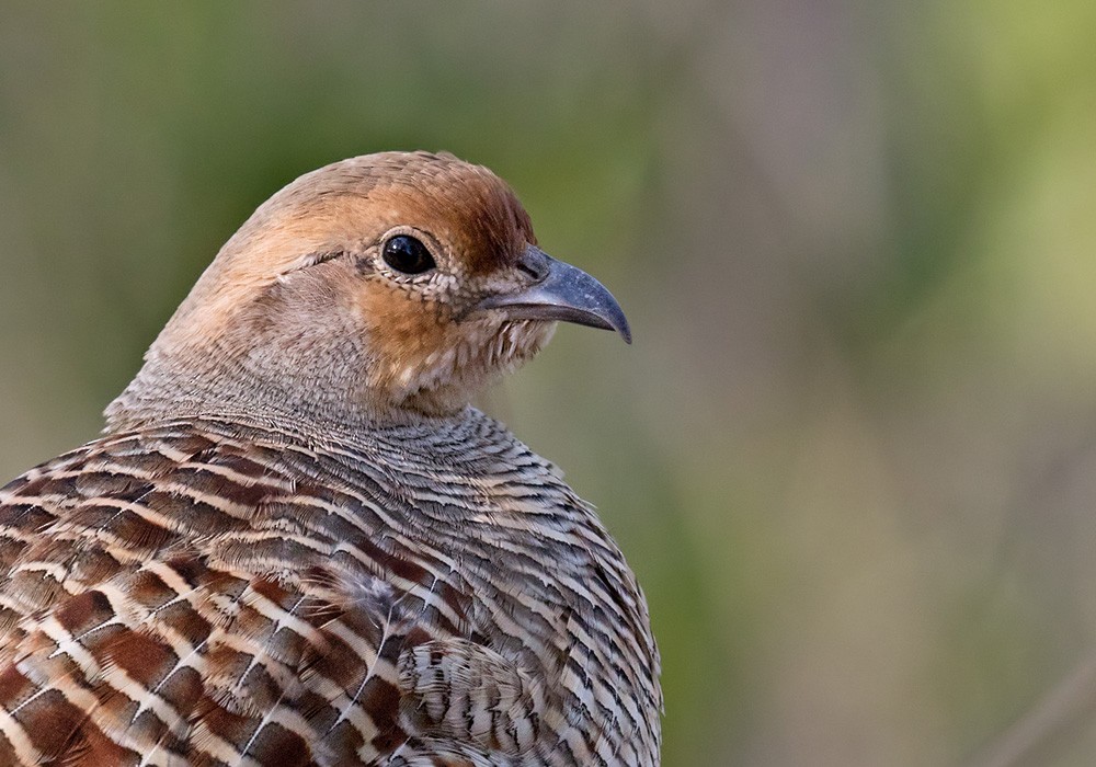 Gray Francolin - Lars Petersson | My World of Bird Photography