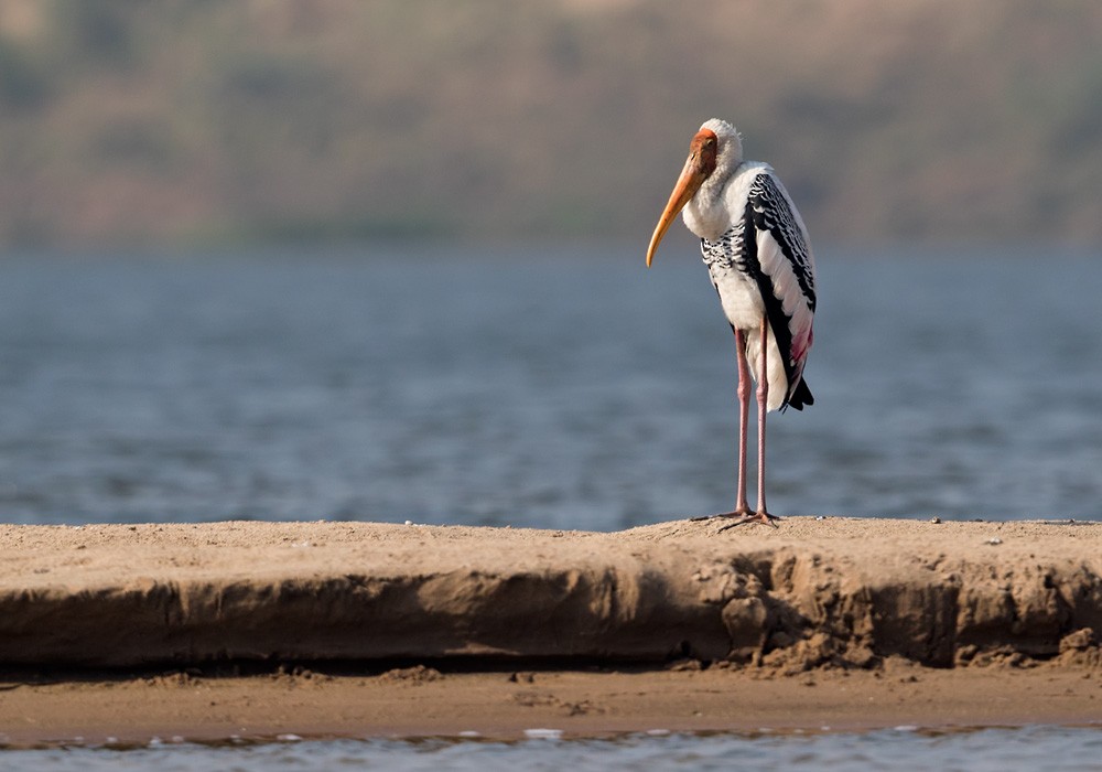 Painted Stork - Lars Petersson | My World of Bird Photography