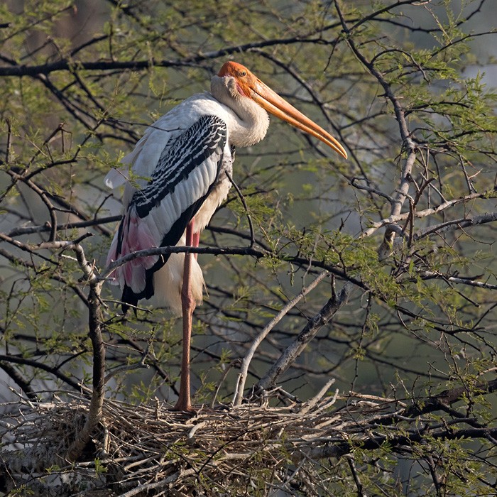Painted Stork - Lars Petersson | My World of Bird Photography