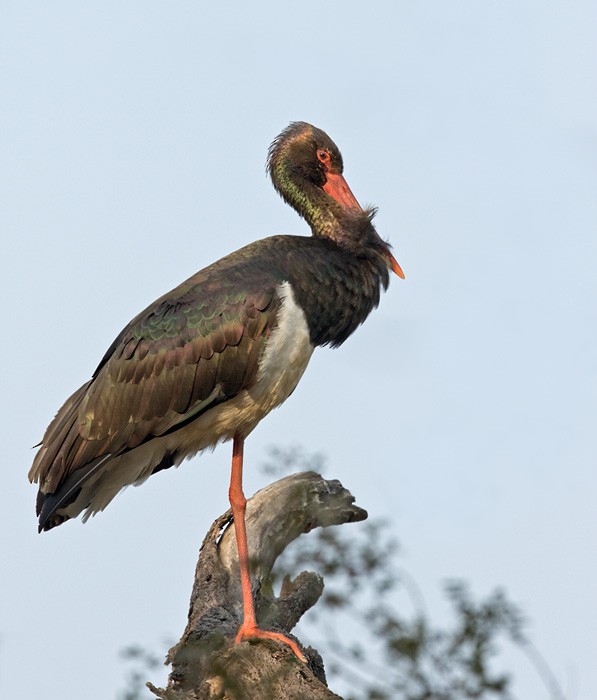 Black Stork - Lars Petersson | My World of Bird Photography