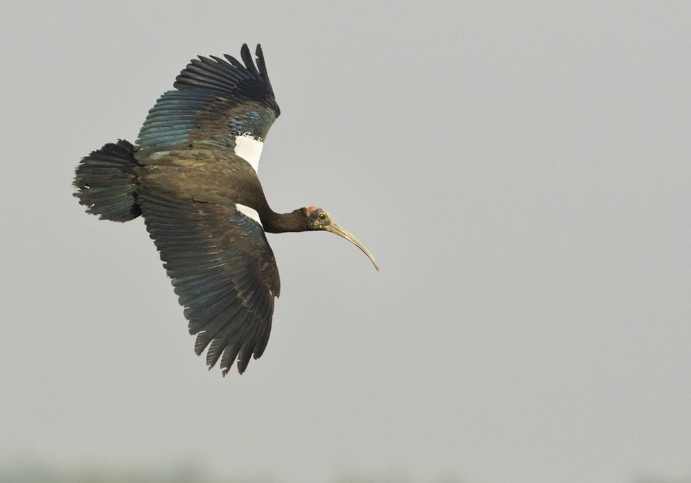 Red-naped Ibis - Lars Petersson | My World of Bird Photography