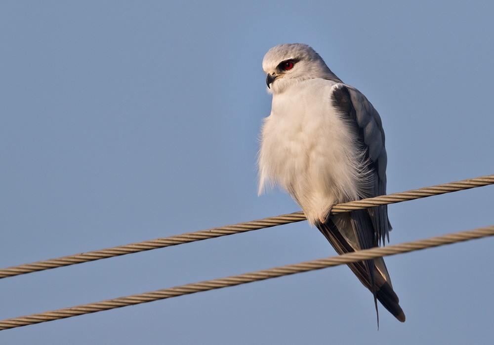 Black-winged Kite (Asian) - Lars Petersson | My World of Bird Photography