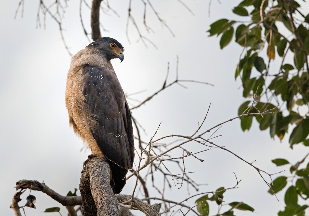 Crested Serpent-Eagle (Crested) - Lars Petersson | My World of Bird Photography