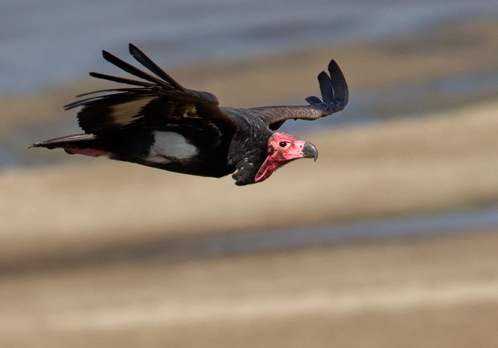 Red-headed Vulture - ML205983921