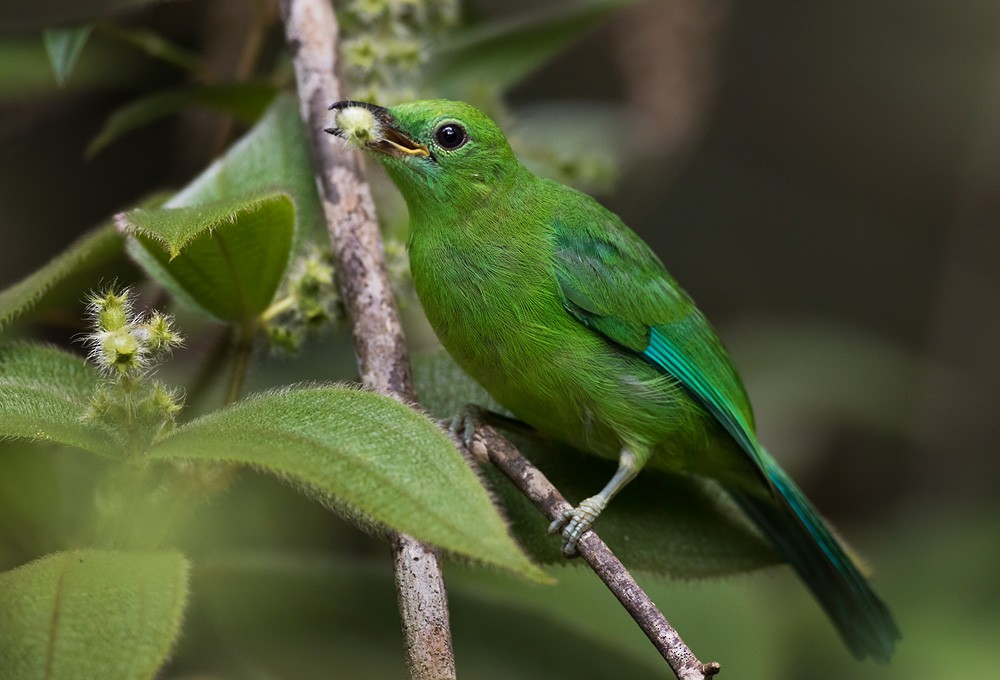 Blue-winged Leafbird (Blue-winged) - eBird