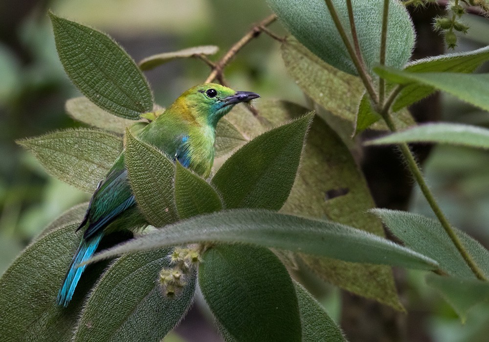 Blue-winged Leafbird - Lars Petersson | My World of Bird Photography