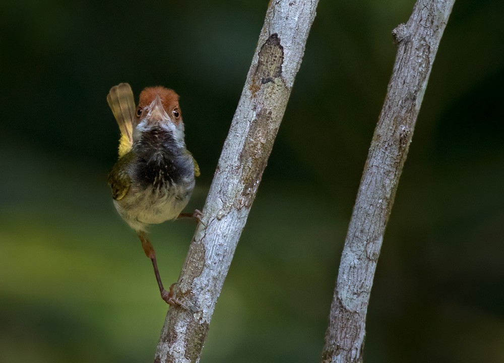 Dark-necked Tailorbird - Lars Petersson | My World of Bird Photography