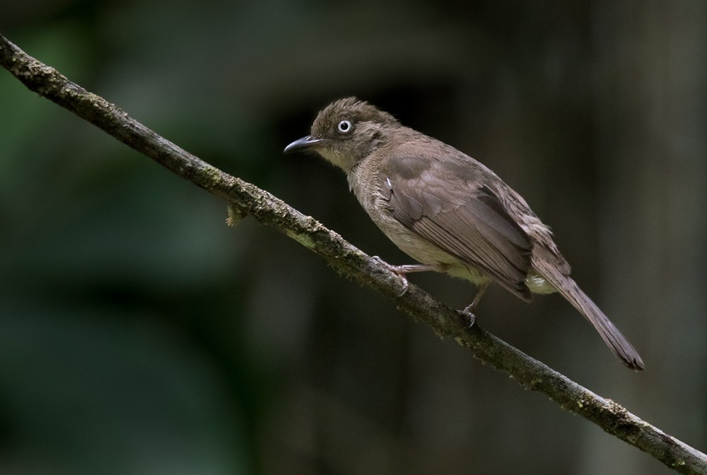 Cream-vented Bulbul (White-eyed) - Lars Petersson | My World of Bird Photography