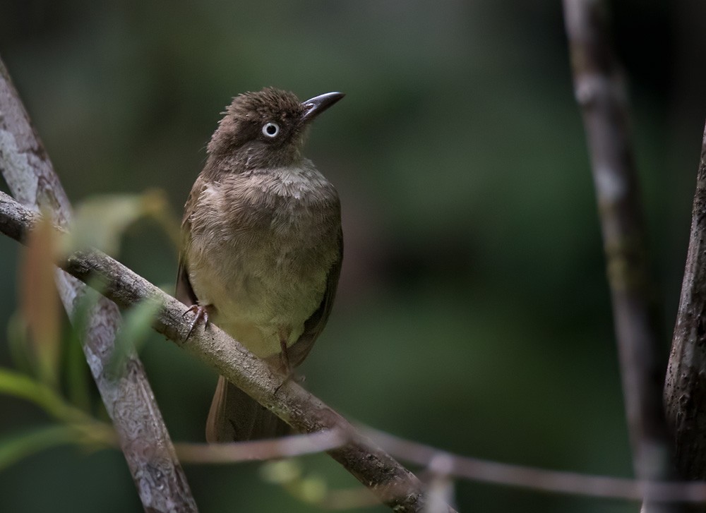 Cream-vented Bulbul (White-eyed) - Lars Petersson | My World of Bird Photography