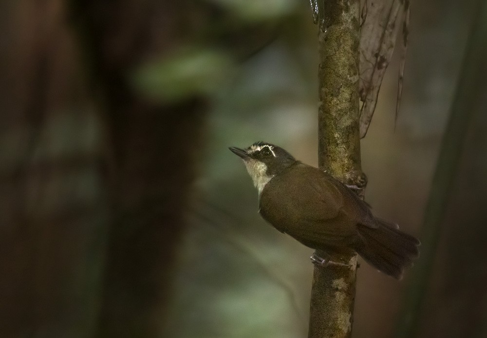 Gray-breasted Babbler - Lars Petersson | My World of Bird Photography