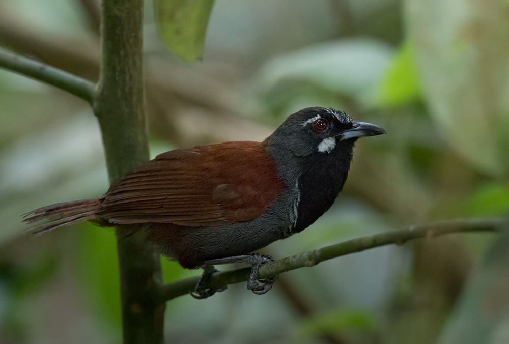 Black-throated Babbler - Lars Petersson | My World of Bird Photography