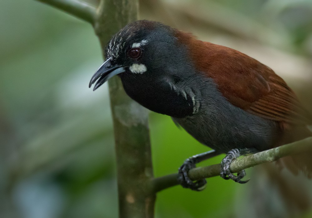 Black-throated Babbler - Lars Petersson | My World of Bird Photography