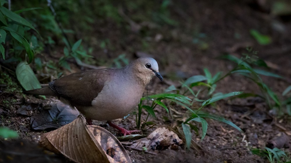 Gray-fronted Dove - Lars Petersson | My World of Bird Photography