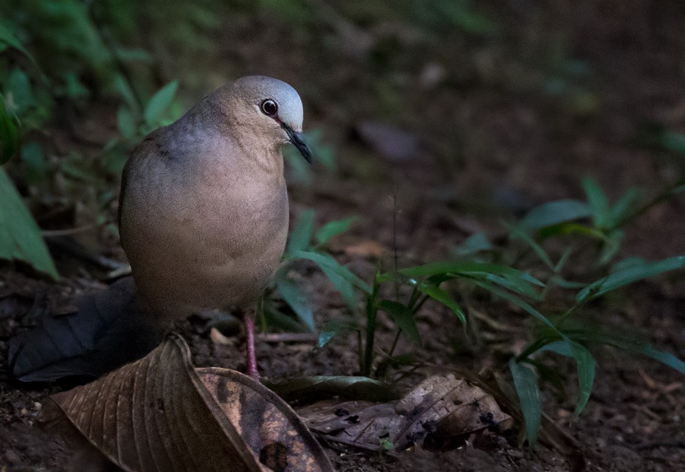 Gray-fronted Dove - ML205984191