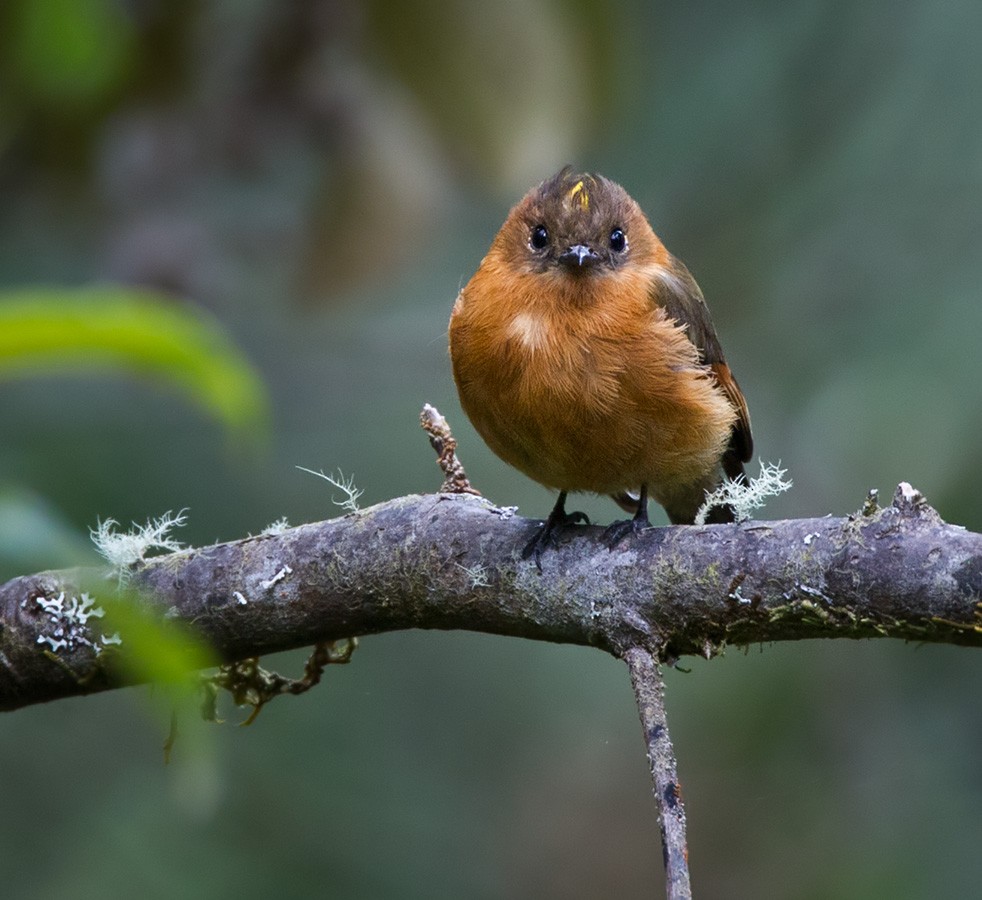 Cinnamon Flycatcher - Lars Petersson | My World of Bird Photography