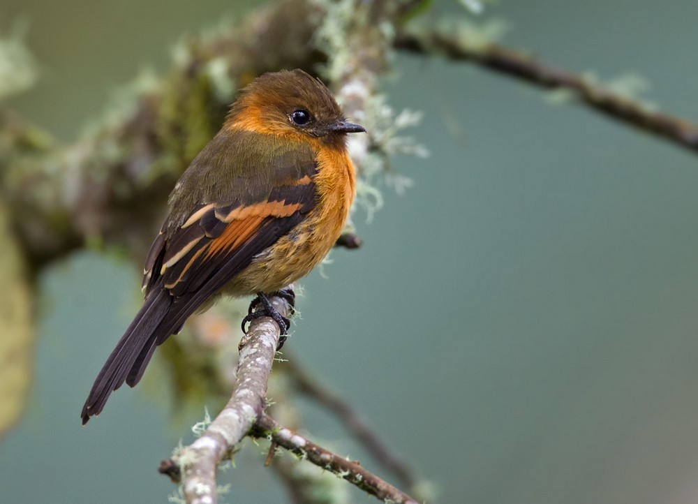 Cinnamon Flycatcher - Lars Petersson | My World of Bird Photography