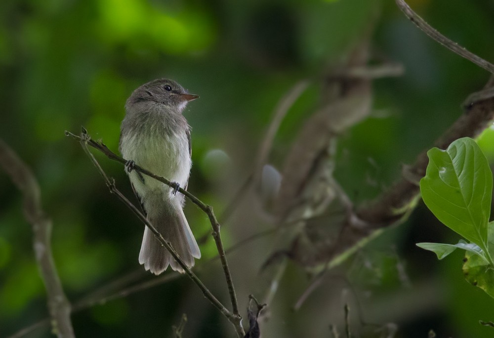 Gray-breasted Flycatcher - ML205984231