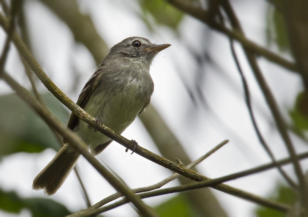 Gray-breasted Flycatcher - ML205984241