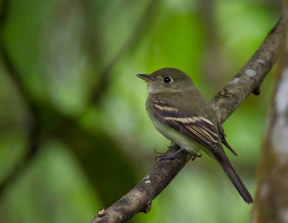 Acadian Flycatcher - Lars Petersson | My World of Bird Photography