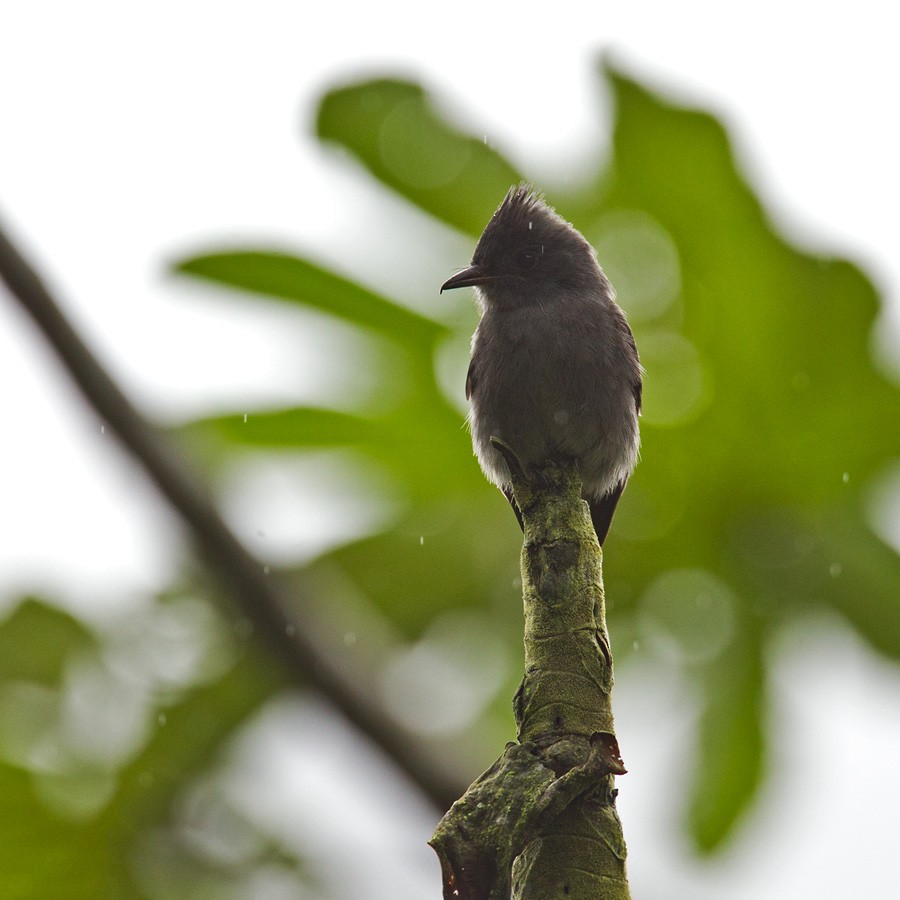 Smoke-colored Pewee - Lars Petersson | My World of Bird Photography