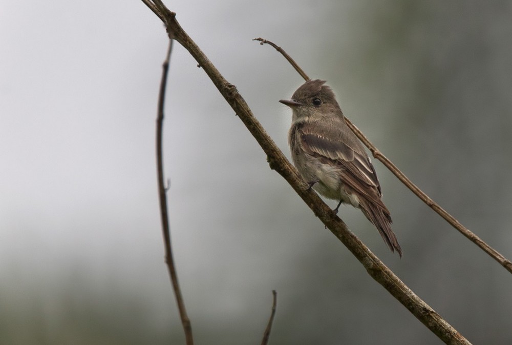 Western Wood-Pewee - Lars Petersson | My World of Bird Photography
