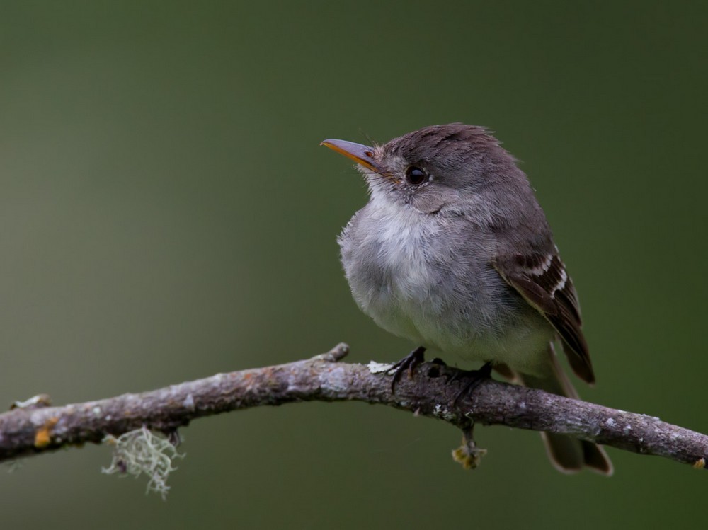 Tumbes Pewee - Lars Petersson | My World of Bird Photography