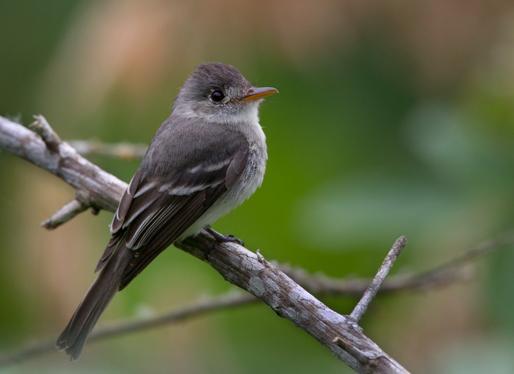 Tumbes Pewee - Lars Petersson | My World of Bird Photography