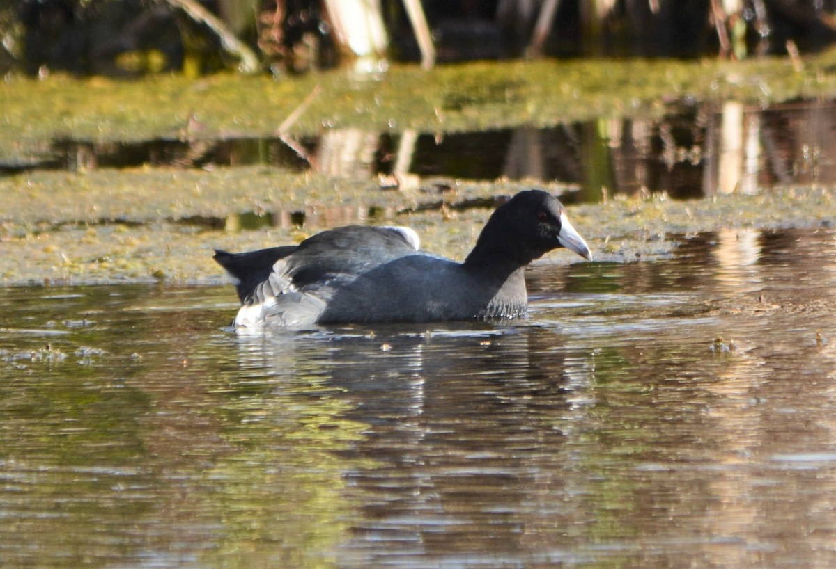 American Coot (Red-shielded) - ML20598431
