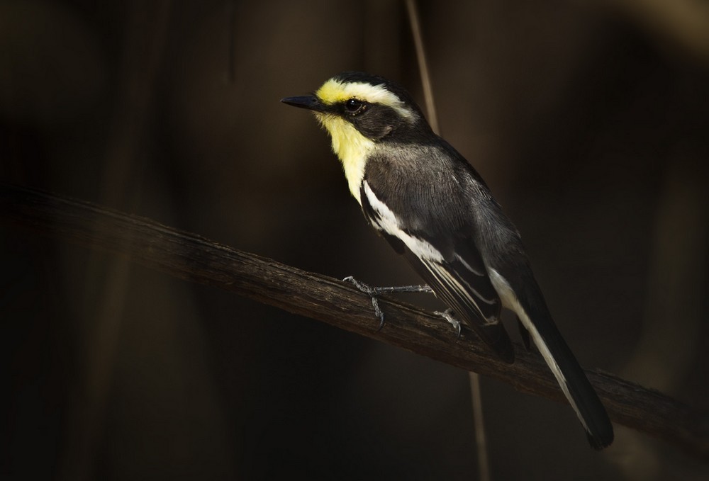 Tumbes Chat-Tyrant - Lars Petersson | My World of Bird Photography