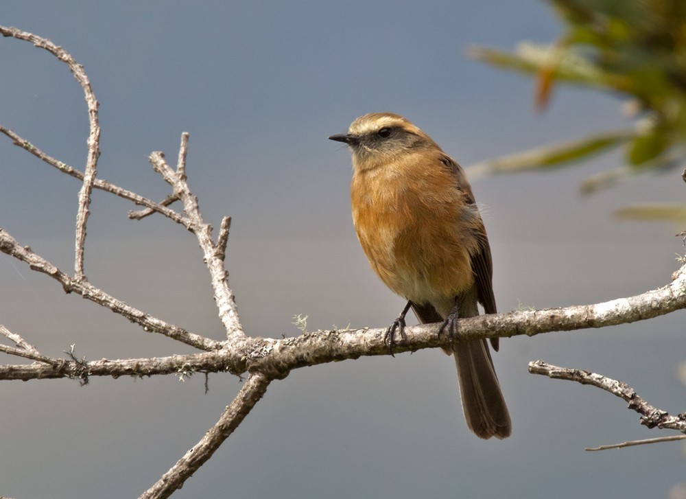 Brown-backed Chat-Tyrant - Lars Petersson | My World of Bird Photography