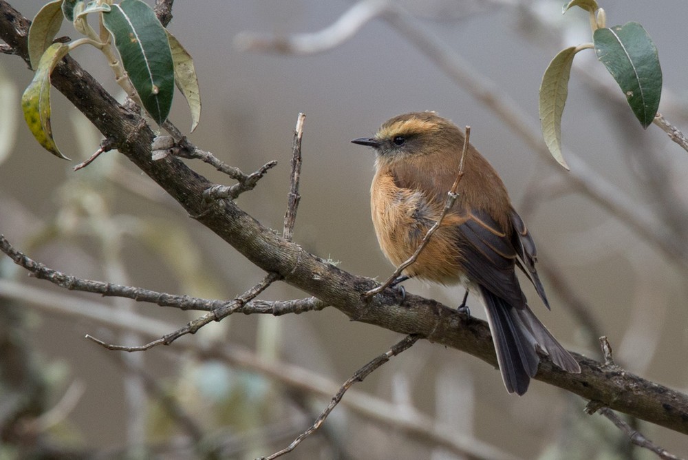 Brown-backed Chat-Tyrant - ML205984351