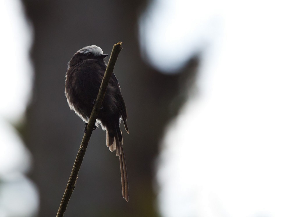 Long-tailed Tyrant - Lars Petersson | My World of Bird Photography