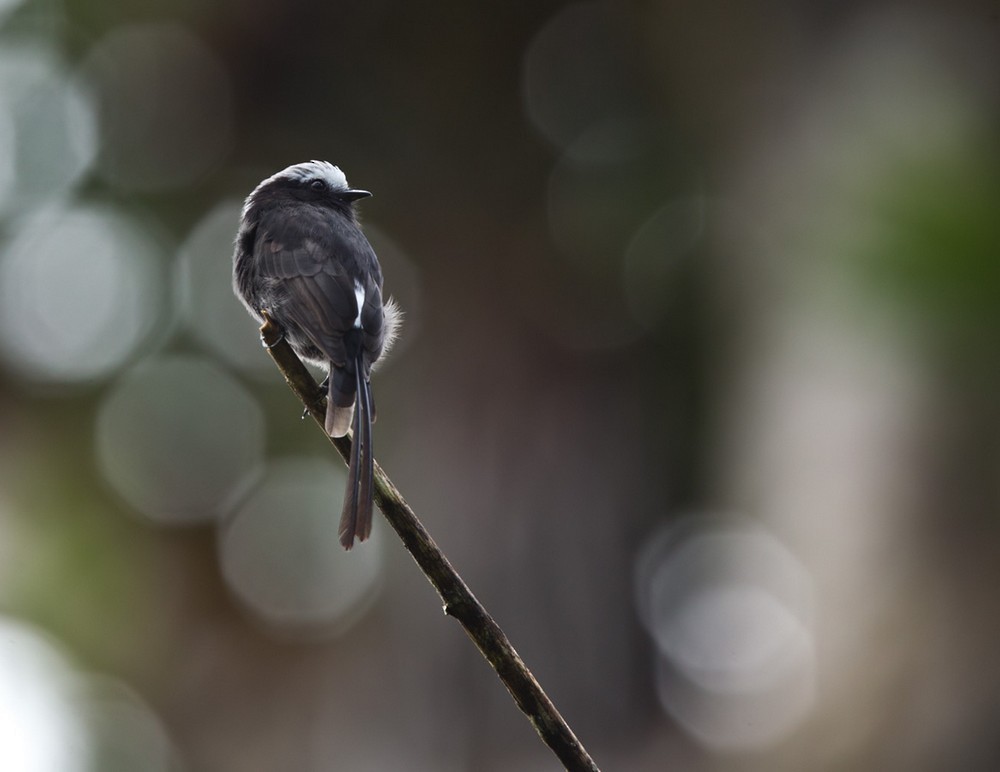 Long-tailed Tyrant - Lars Petersson | My World of Bird Photography