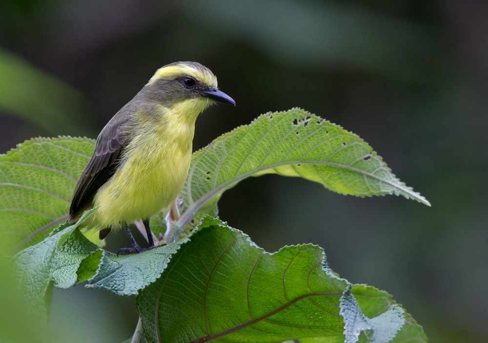 Lemon-browed Flycatcher - Lars Petersson | My World of Bird Photography
