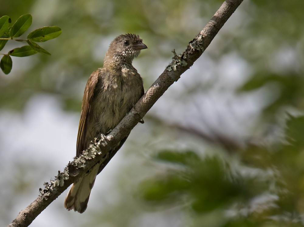Scaly-throated Honeyguide - Lars Petersson | My World of Bird Photography