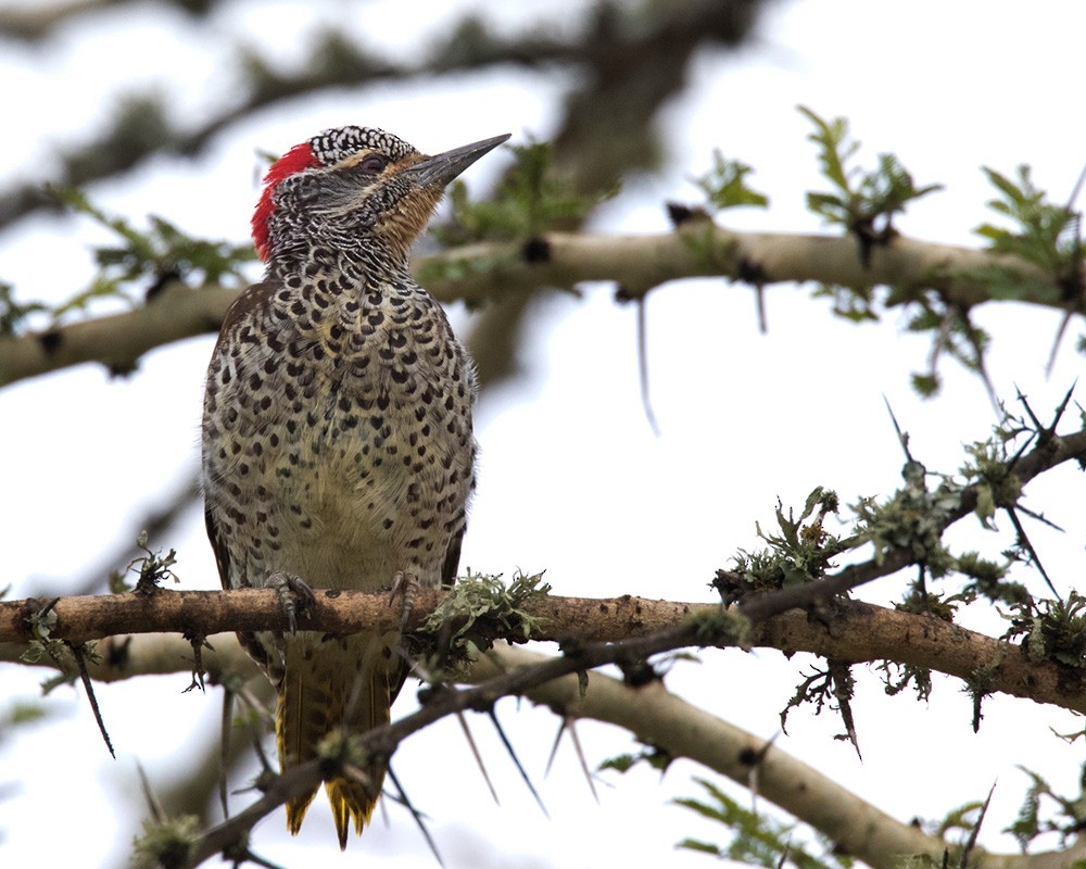 Nubian Woodpecker - ML205984591