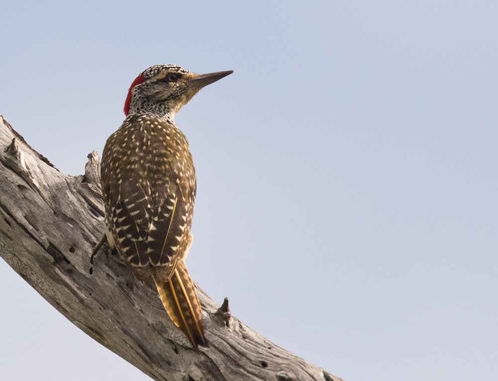 Nubian Woodpecker - ML205984601