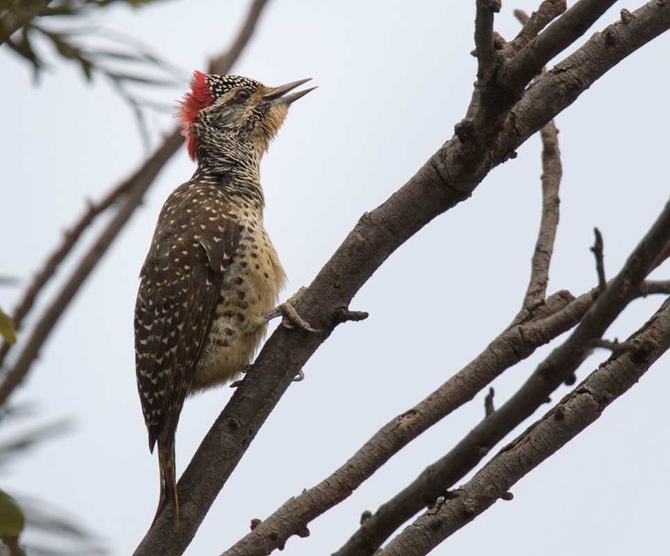 Nubian Woodpecker - ML205984621