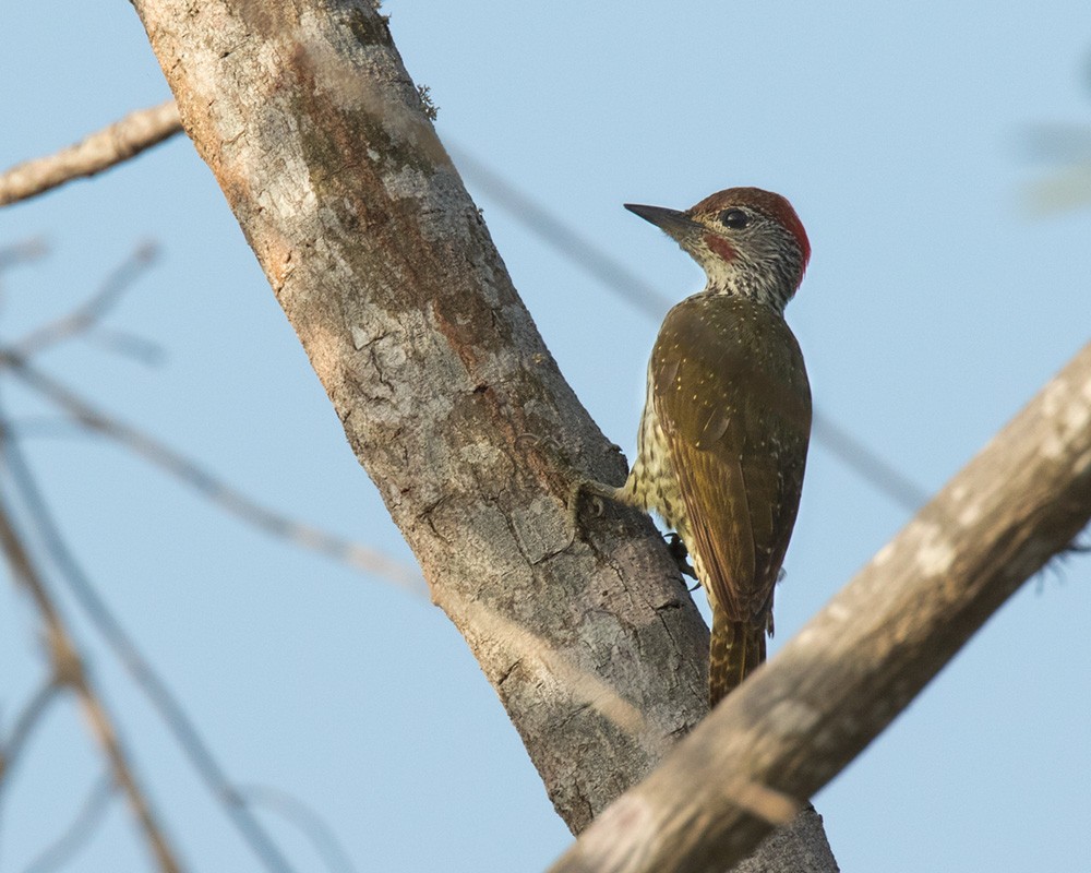 Mombasa Woodpecker - Lars Petersson | My World of Bird Photography